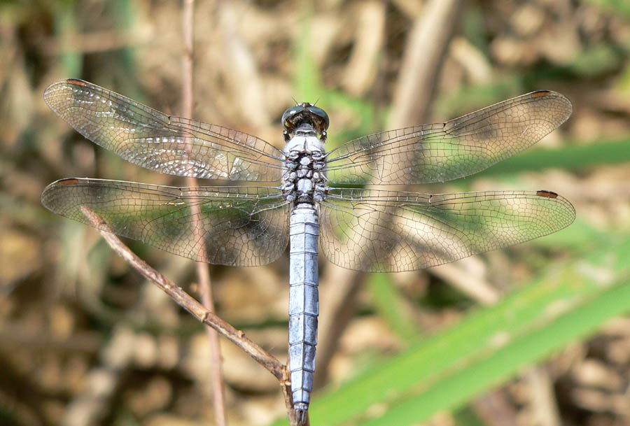Orthetrum coerulescens e O. brunneum